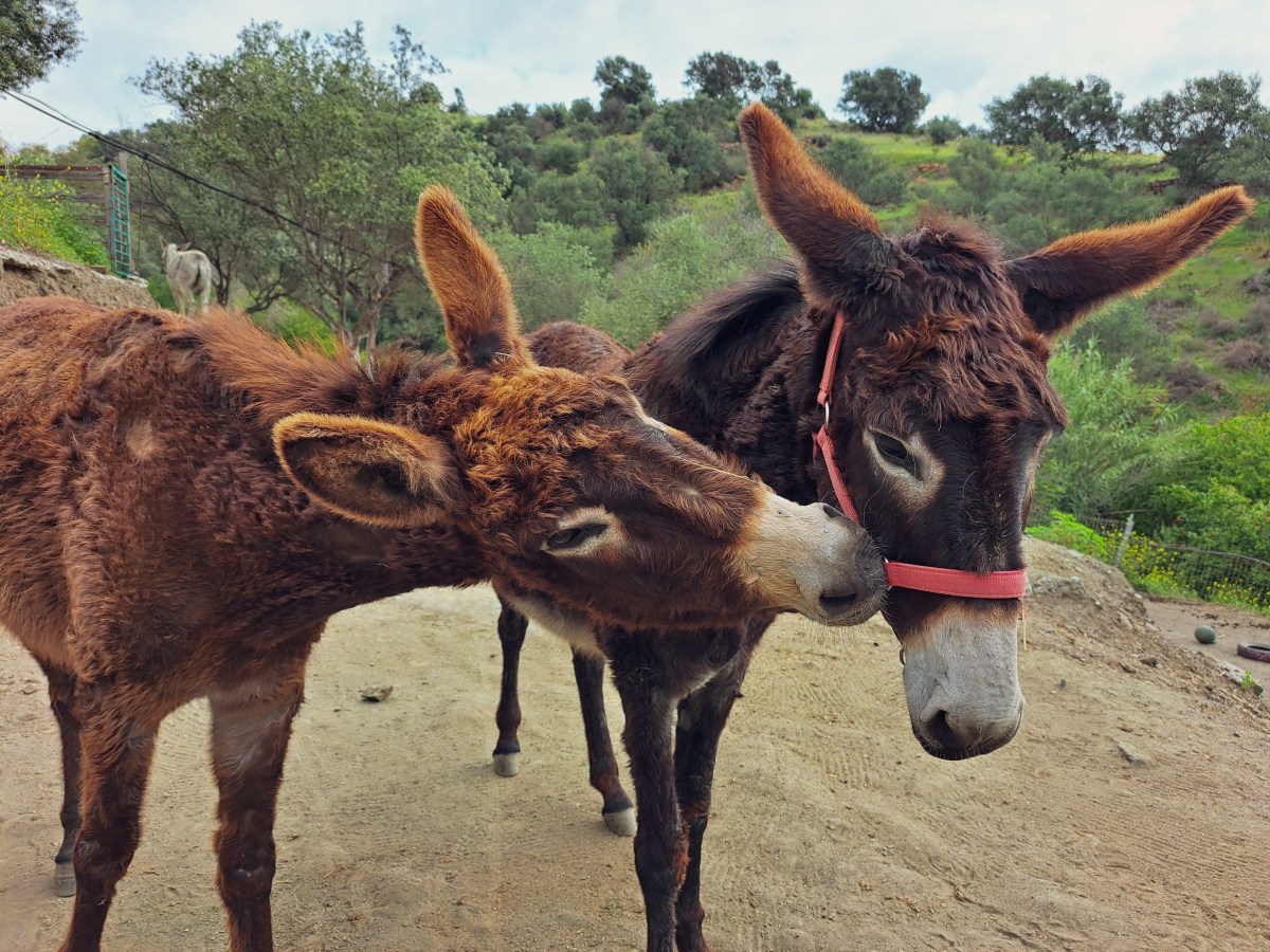 Pasivaikščiojimas alyvuogių giraitėmis su asiliukų&nbsp;draugija